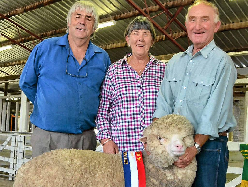 STAR PERFORMER: Tenterfield wool grower and merino breeder John Holley from Yoorooga with his grand champion ewe and fellow southern producers Robyn Butler and Neil Dight. STAR PERFORMER: Tenterfield wool grower and merino breeder John Holley from Yoorooga with his grand champion ewe and fellow southern producers Robyn Butler and Neil Dight.